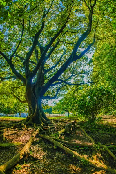 Oki Des Inos Head Special Park Drehort Mitaka City Tokio — Stockfoto