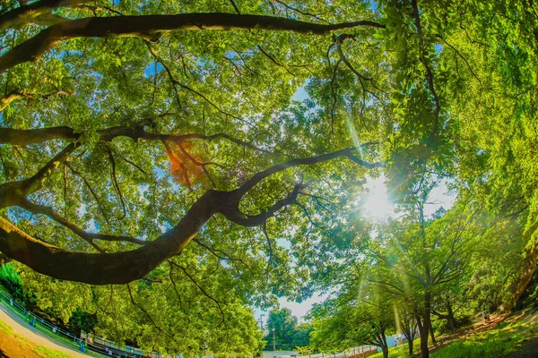 Oki Inos Head Különleges Parkból Lövöldözés Helye Mitaka City Tokyo — Stock Fotó