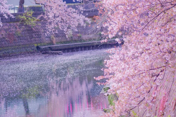 Променад Оокава Цветет Вишня Место Стрельбы Префектура Йокогама Город Канагава — стоковое фото