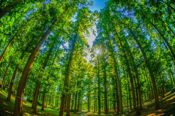 Metasekoya Ormanı Mizumoto Parkı Çekim Yeri Katsushika Tokyo — Stok fotoğraf