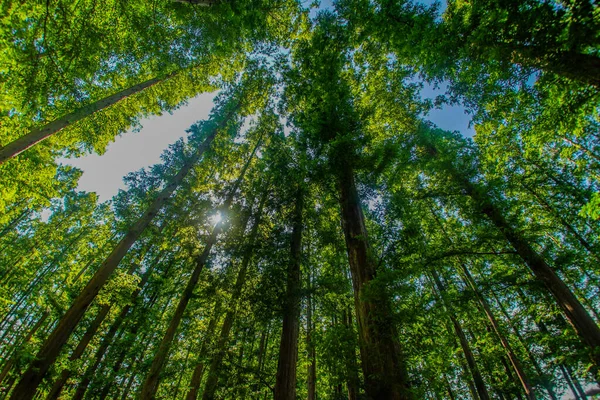 Metasekoya Forest Mizumoto Park Shooting Location Katsushika Tokyo — Stock Photo, Image