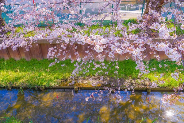Sumiyoshi Sakura Черрі Квітка Вздовж Йоші Сібукава Місце Зйомок Місто — стокове фото