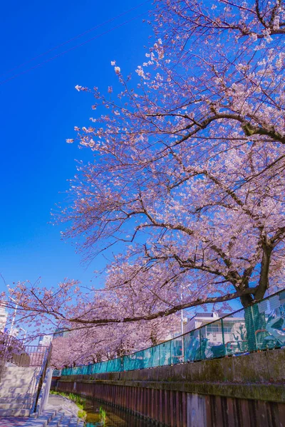 Sumiyoshi Sakura Kersenbloesem Langs Yoshi Shibukawa Schietplaats Kawasaki City Prefectuur — Stockfoto