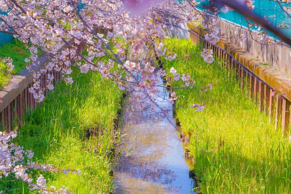 Сумиёси Сакура Вишня Цветёт Вдоль Ёси Сибукавы Место Стрельбы Кавасаки — стоковое фото