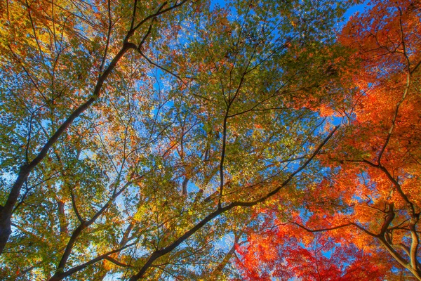 Herfst Bladeren Van Koishikawa Paradijs Schietplaats Bunkyo Tokio — Stockfoto