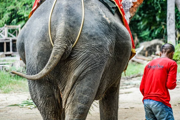 Menschen Die Elefanten Reiten Sanctuary Oob Truth Drehort Thailand Pattaya — Stockfoto