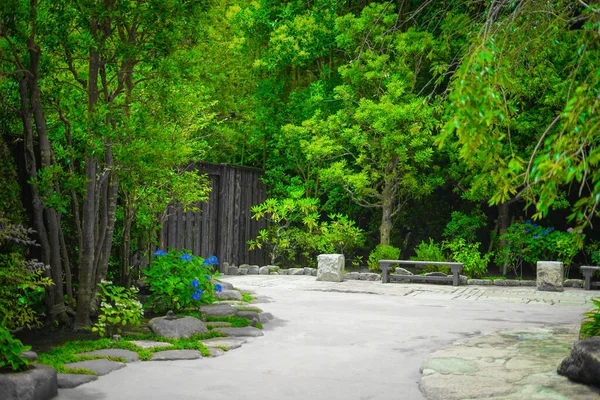 Tempio Hasega Ajisai Giugno Ubicazione Delle Riprese Kamakura City Prefettura — Foto Stock