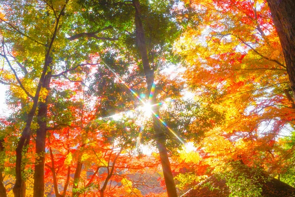 Herbstliche Blätter Des Koishikawa Paradieses Drehort Bunkyo Tokio — Stockfoto