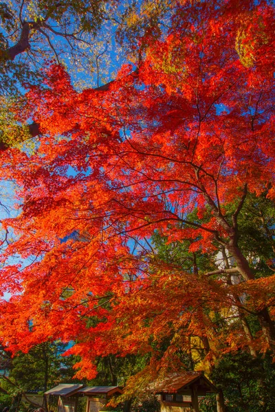 Feuilles Automne Paradis Koishikawa Lieu Tournage Bunkyo Tokyo — Photo