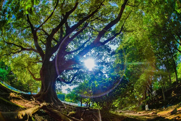 Oki Inos Head Special Park Miejsce Fotografowania Mitaka City Tokio — Zdjęcie stockowe