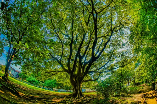 Inos Özel Parkı Ndan Oki Çekim Yeri Mitaka Şehri Tokyo — Stok fotoğraf