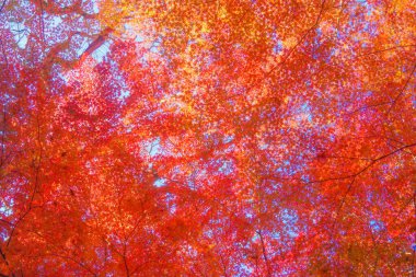 Koishikawa cennetinin sonbahar yaprakları. Çekim yeri: Bunkyo-ku, Tokyo