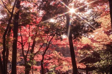 Koishikawa cennetinin sonbahar yaprakları. Çekim yeri: Bunkyo-ku, Tokyo