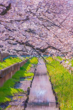 Sumiyoshi Sakura (Yoshi Shibukawa boyunca kiraz çiçekleri). Çekim yeri: Kawasaki Şehri, Kanagawa Bölgesi