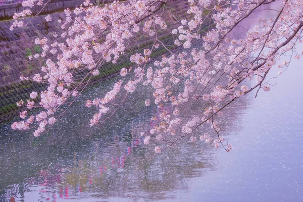 Променад Оокава Цветет Вишня Место Стрельбы Префектура Йокогама Город Канагава — стоковое фото