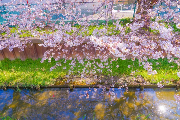 Sumiyoshi Sakura Черрі Квітка Вздовж Йоші Сібукава Місце Зйомок Місто — стокове фото