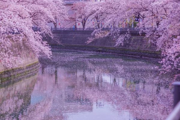 Promenade Ookawa Fleurs Cerisier Lieu Tournage Préfecture Yokohama City Kanagawa — Photo