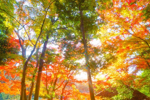 Herbstliche Blätter Des Koishikawa Paradieses Drehort Bunkyo Tokio — Stockfoto