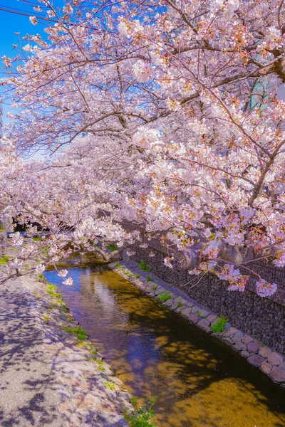 樱花沿着石川寿司绽放 射击地点 神奈川县川崎市 — 图库照片