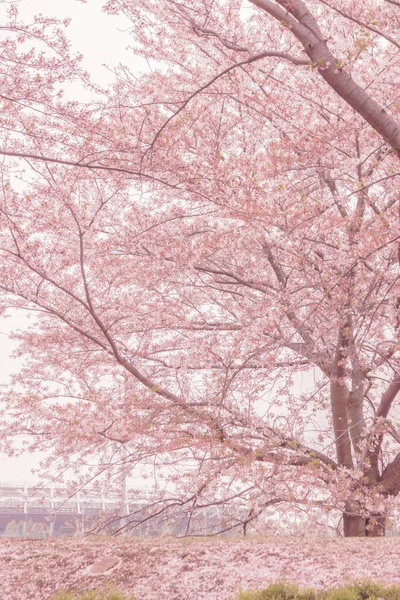 Fuchu City Stadium Straße Kirschblüte Drehort Tokyo Fuchu — Stockfoto