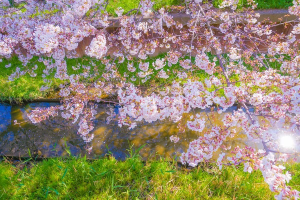 Sumiyoshi Sakura Cherry Blossoms Yoshi Shibukawa Shooting Location Kawasaki City — Stock Photo, Image