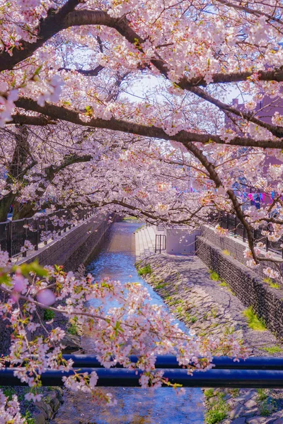 Sumiyoshi Sakura Cherry Blossoms Yoshi Shibukawa Shooting Location Kawasaki City — Stock Photo, Image