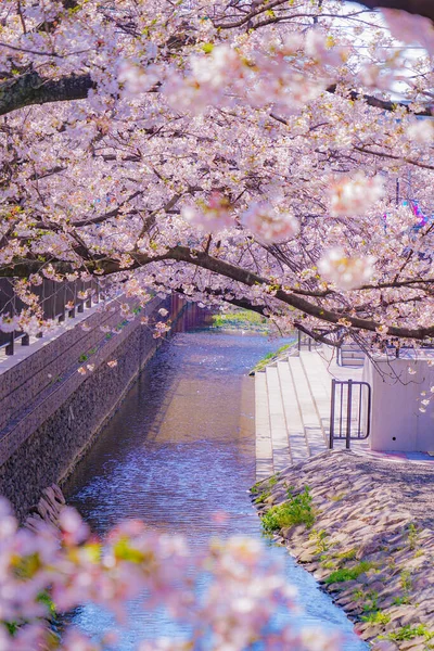 Sumiyoshi Sakura Kwiaty Wiśni Wzdłuż Yoshi Shibukawa Rozmieszczenie Kawasaki City — Zdjęcie stockowe