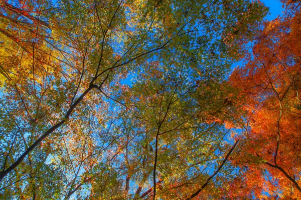 Herbstliche Blätter Des Koishikawa Paradieses Drehort Bunkyo Tokio — Stockfoto