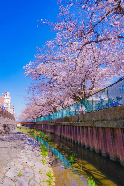 Sumiyoshi Sakura Άνθη Κερασιάς Κατά Μήκος Του Yoshi Shibukawa Τοποθεσία — Φωτογραφία Αρχείου