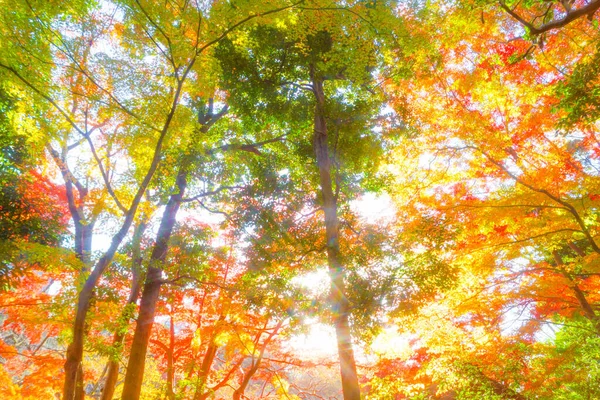 小石川パラダイスの紅葉 撮影場所 東京都文京区 — ストック写真