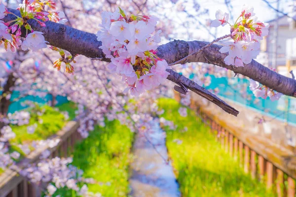 Sumiyoshi Sakura Flores Cerezo Largo Yoshi Shibukawa Ubicación Del Tiroteo —  Fotos de Stock