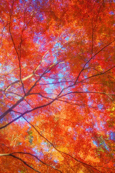 Hojas Otoño Del Paraíso Koishikawa Ubicación Del Disparo Bunkyo Tokyo — Foto de Stock