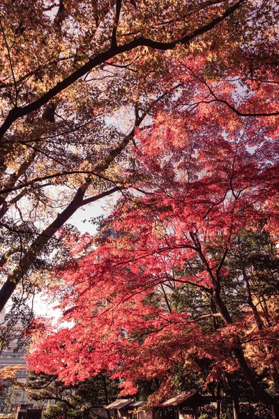 Folhas Outono Paraíso Koishikawa Localização Tiroteio Bunkyo Tokyo — Fotografia de Stock