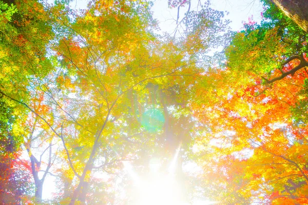 Herbstliche Blätter Des Koishikawa Paradieses Drehort Bunkyo Tokio — Stockfoto