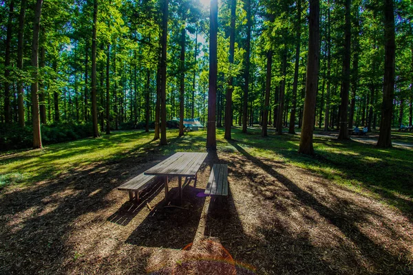 Metasekoya Forest Mizumoto Park Shooting Location Katsushika Tokyo — стокове фото