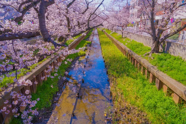 Sumiyoshi Sakura Třešňové Květy Podél Yoshi Shibukawa Místo Střelby Kawasaki — Stock fotografie