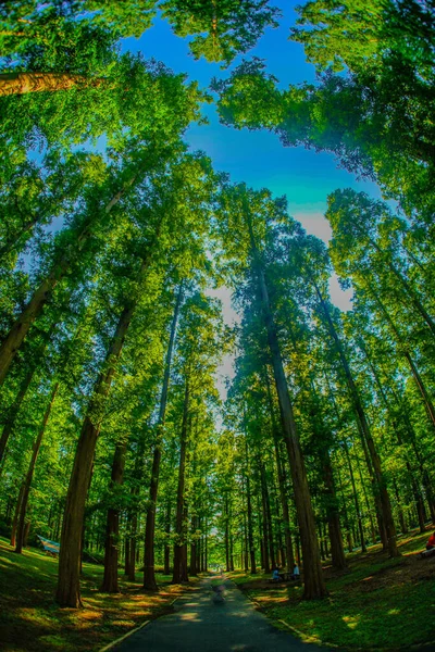 Bosque Metasekoya Parque Mizumoto Ubicación Del Disparo Katsushika Tokyo —  Fotos de Stock