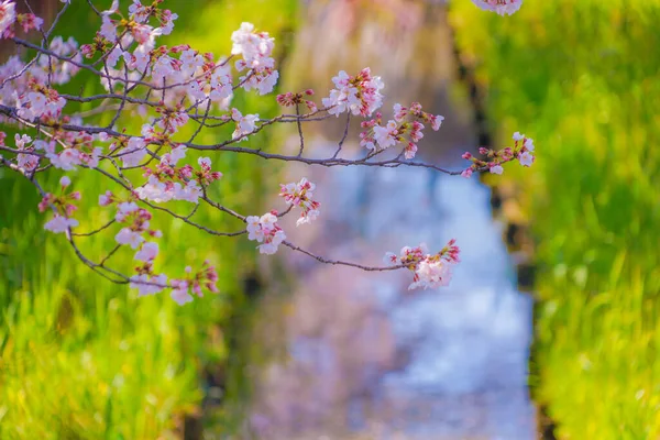 Sumiyoshi Sakura Flores Cerezo Largo Yoshi Shibukawa Ubicación Del Tiroteo —  Fotos de Stock