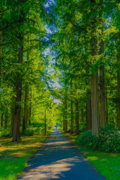 Metasekoya Forest Mizumoto Park Drehort Katsushika Tokio — Stockfoto