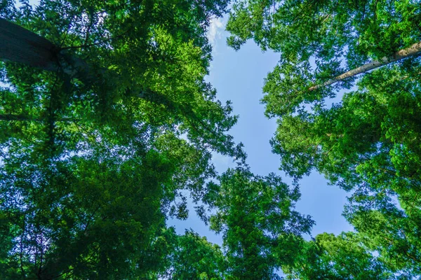 Metasekoya Ormanı (Mizumoto Parkı). Çekim yeri: Katsushika-ku, Tokyo