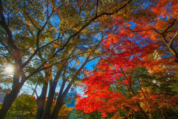 Hojas Otoño Del Paraíso Koishikawa Ubicación Del Disparo Bunkyo Tokyo — Foto de Stock