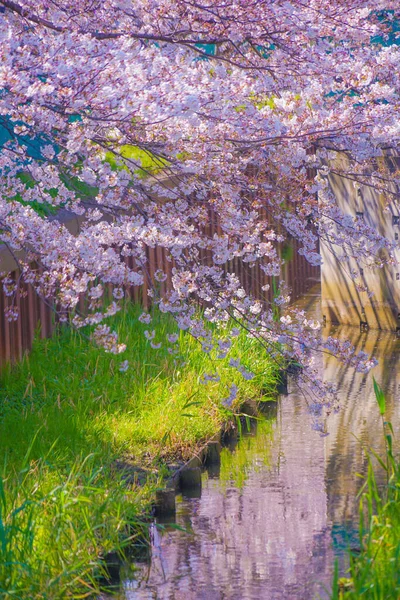 Sumiyoshi Sakura Cereja Floresce Longo Yoshi Shibukawa Localização Tiro Kawasaki — Fotografia de Stock