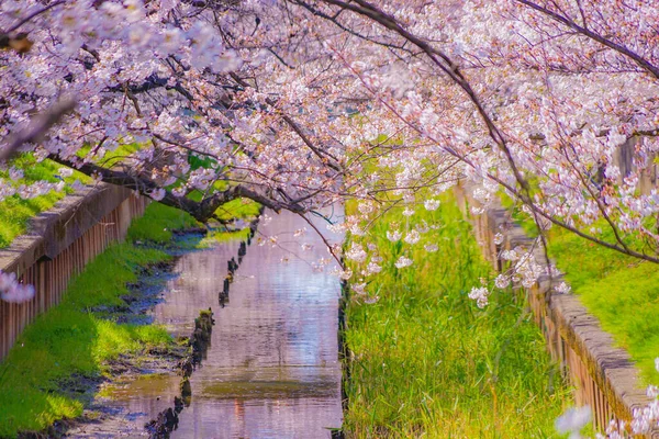 Sumiyoshi Sakura Třešňové Květy Podél Yoshi Shibukawa Místo Střelby Kawasaki — Stock fotografie
