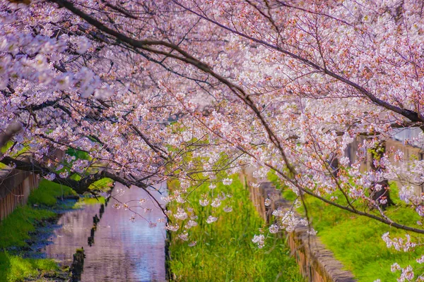 Sumiyoshi Sakura Cereja Floresce Longo Yoshi Shibukawa Localização Tiro Kawasaki — Fotografia de Stock