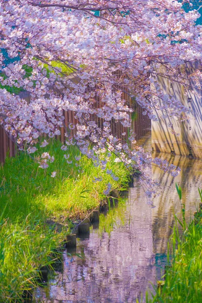Sumiyoshi Sakura Cereja Floresce Longo Yoshi Shibukawa Localização Tiro Kawasaki — Fotografia de Stock