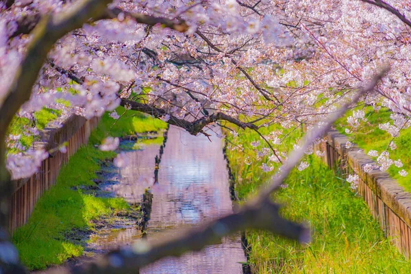 Sumiyoshi Sakura Yoshi Shibukawa Boyunca Kiraz Çiçekleri Çekim Yeri Kawasaki — Stok fotoğraf