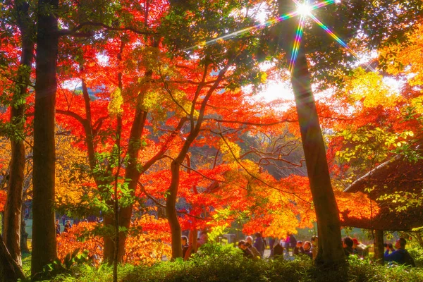 Hojas Otoño Del Paraíso Koishikawa Ubicación Del Disparo Bunkyo Tokyo — Foto de Stock