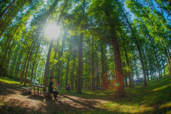 Metasekoya Ormanı Mizumoto Parkı Çekim Yeri Katsushika Tokyo — Stok fotoğraf