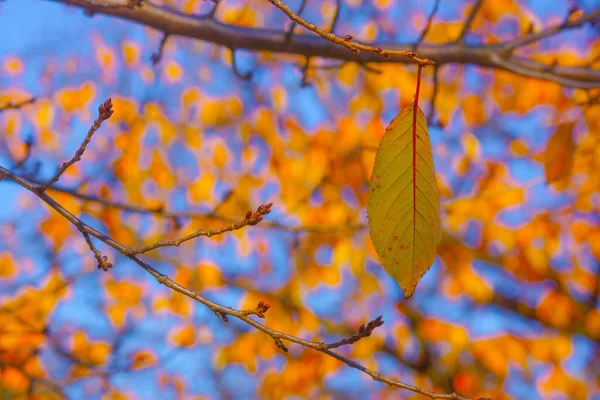 Hojas Otoño Del Paraíso Koishikawa Ubicación Del Disparo Bunkyo Tokyo — Foto de Stock