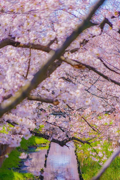 Sumiyoshi Sakura Kwiaty Wiśni Wzdłuż Yoshi Shibukawa Rozmieszczenie Kawasaki City — Zdjęcie stockowe